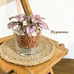 tomo様 リクエスト 2点 まとめ商品