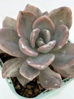 2026年最新】美人 錦の人気アイテム - メルカリ