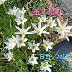 玉すだれ(ゼフィランサス)　球根のサムネイル
