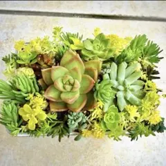 多肉植物寄せ植えセット　カット苗