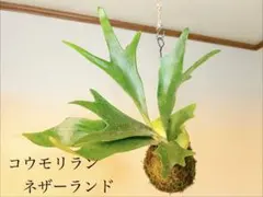★コウモリラン　ネザーランドの苔玉ハンギング★大きめ★まんまるかわいい★のサムネイル