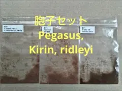 胞子セット① Pegasus, Kirin, ridleyi ビカクシダのサムネイル