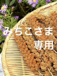 【みちこさま専用】信州八ヶ岳産　有機粟穂150g
