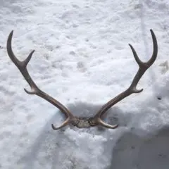 2026年最新】鹿の角 オブジェの人気アイテム - メルカリ