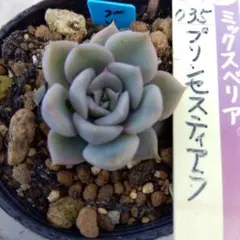 2026年最新】プリンセスティアラ 多肉の人気アイテム - メルカリ