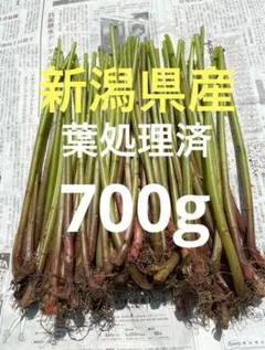 山菜 ミズ 600g 新潟県産 採れたて新鮮発送 - メルカリ