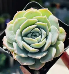 多肉植物 エケベリア 実生苗 (ヒアリナ✕エンシノ)✕ラウリンゼ① 抜き