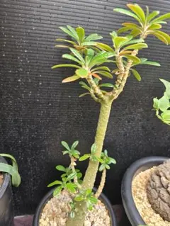 2025年最新】ドルステニア ギガス 種の人気アイテム - メルカリ