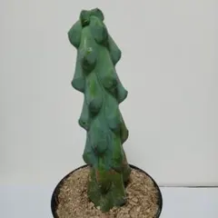 竜神木　実生　9鉢セット 楽天市場】サボテン 竜神木の通販