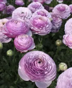 ひまわり18様 リクエスト 2点 まとめ商品