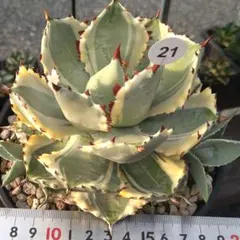 TT様 リクエスト 2点 まとめ商品