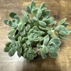 おもち 抜き苗 つぶつぶ屋 多肉植物 6㌢ポットのサムネイル