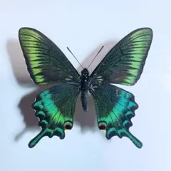 2026年最新】蝶の人気アイテム - メルカリ