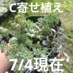 C プレステラ105 抜き苗　寄せ植え　多肉植物のサムネイル