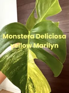2026年最新】モンステラ イエローの人気アイテム - メルカリ