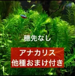 【専用ページ】天然 アナカリス、1000本【超メルカリ市価格】 他種おまけ付き》太め新鮮アナカリス5本《無農薬・スネール無し