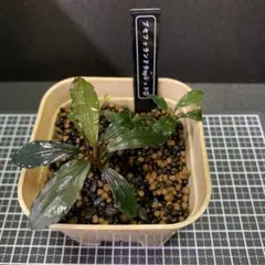 Bucephalandra sp.Kedagang 水上葉 2株ネームタグ付き① - メルカリ