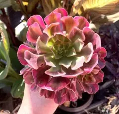 2025年最新】アエオニウム メデューサの人気アイテム - メルカリ