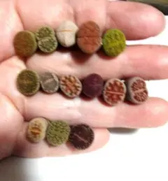 多肉植物　リトープス　抜き苗　カラフル