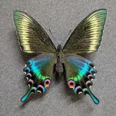蝶標本 美麗ミヤマカラスアゲハ春型♂ 飼育品 北海道産 - メルカリ