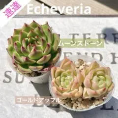 ⭐︎速達⭐︎エケベリア韓国苗２種セット(抜き苗)ムーンストーン&ゴールドアップルのサムネイル
