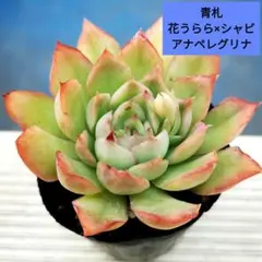 2026年最新】シャビアナの人気アイテム - メルカリ