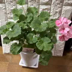 クロウ様確認用】ニューダブルピンク - メルカリ