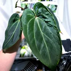 アンスリウム ミシェル×ドラヤキ 2.5号 ネガミエル 水苔管理 根張り