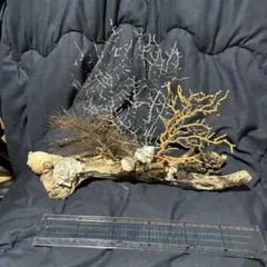 最終値下げ 流木アート松ぼっくり付き 縦約10cm横約38cm高さ約30cm