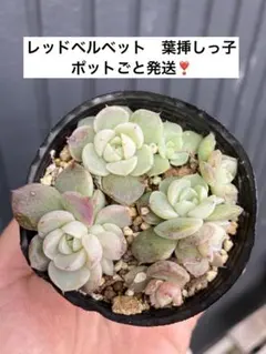 ゆっちゃん様 リクエスト 5点 まとめ商品