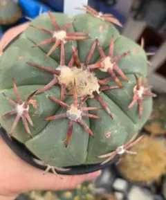 2026年最新】花王丸 サボテンの人気アイテム - メルカリ