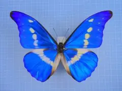 カキカモルフォ！標本！1 蝶標本「カキカモルフォ」 - 海福雑貨通販部