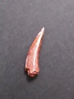 三畳紀】恐竜の化石 フィトサウルス類レドンダサウルスの歯3本セット