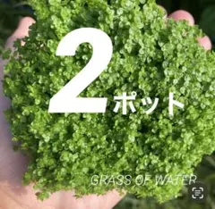 2026年最新】水草 種類：ニューラージパール 水草の人気アイテム
