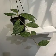 Hoya カリストフィラのサムネイル