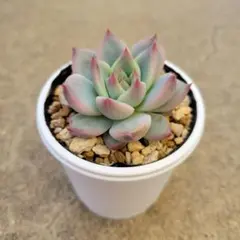 2026年最新】多肉植物 リンゼアナの人気アイテム - メルカリ