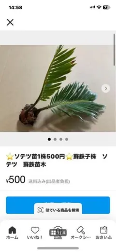 2026年最新】蘇鉄 子株の人気アイテム - メルカリ