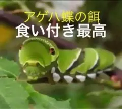 2025年最新】アゲハ 幼虫 餌の人気アイテム - メルカリ