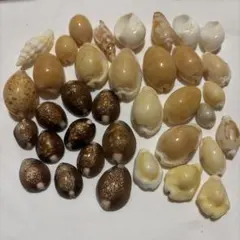 天然貝殻のサムネイル