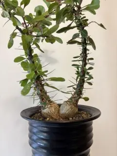 2025年最新】フォークイエリア ファシクラータ 実生の人気