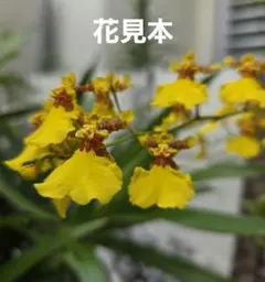 オンシジューム　アロハイワナガのサムネイル