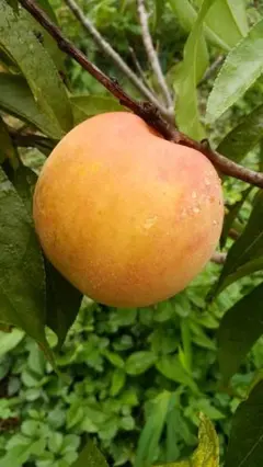 newface様 リクエスト 4点 まとめ商品