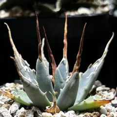 2026年最新】エボリスピナ陽炎の人気アイテム - メルカリ