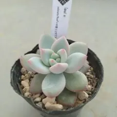 2025年最新】コロラータ ルーフの人気アイテム - メルカリ