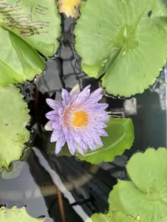 ♫熱帯スイレン　　スワンナ♫ 2025年最新】スワンナ 睡蓮の人気アイテム - メルカリ