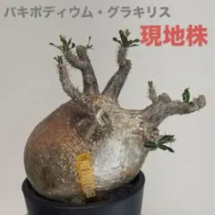 グラキリス現地株大株 LL株》グラキリス 大株 幹幅15cm - 象牙宮 -［No.58］ × 6号 浅鉢 | B