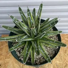 アガベ 笹の雪バリエガータ　虎斑 笹の雪バリエガータ虎斑 アガベ・虎斑 笹の雪錦 | trigger