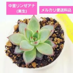 紡*様 ⑱中里リンゼアナ(実生)❣️ 発根済み メルカリ便送料込 札無しのサムネイル