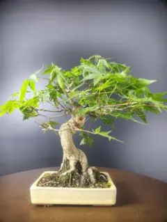 紅葉 もみじ 紅葉盆栽 もみじ盆栽 楓 カエデ　盤根 紅葉 もみじ 紅葉盆栽 もみじ盆栽 楓 カエデ 盤根 - メルカリ