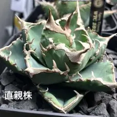 2026年最新】wtc アガベの人気アイテム - メルカリ